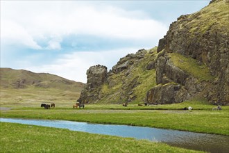 Yaks (Bos mutus) and Mongolian horses grazing in a valley on the Ongiyn river