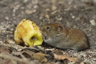 Bank vole (Myodes glareolus) eating an apple cores