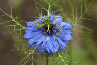 Love-in-a-mist (Nigella damascena) blossom