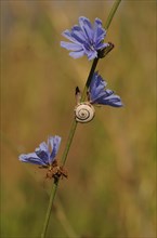 Shell of a Helicid Snail (Helicidae) attached to a Wild Cornflower or Bachelor's Button (Centaurea cyanus)
