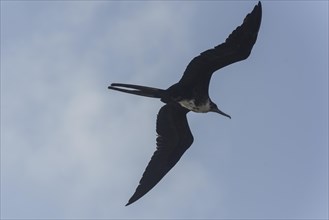 Female Great Frigatebird (Fregata minor) in flight