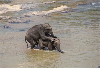Asian elephants (Elephas maximus) from the Pinnawela Elephants Orphanage mating in the Maha Oya river
