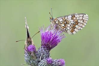 Two Heath Fritillary butterflies (Melitaea athalia) perched on a Spiny Plumeless Thistle (Carduus acanthoides)