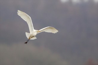Great Egret or Great White Heron (Ardea alba) in flight