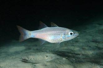 Cardinalfish (Cheilodipterus sp)