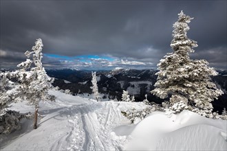 Snow-covered Mountain Pines (Pinus mugo) with a ski touring trail