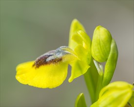 Yellow Ophrys (Ophrys amarilla)