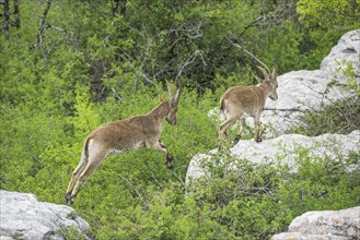 Spanish Ibexes (Capra pyrenaica hispanica)