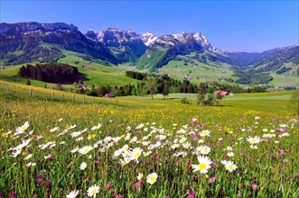 Flower meadow in the Appenzell region