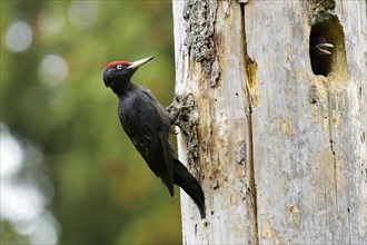 Black Woodpecker (Dryocopus martius) at the nest hole with a chick