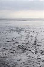Tracks in the wadden sea