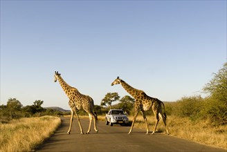 Giraffes (Giraffa camelopardalis) crossing a road
