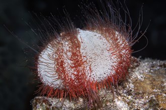 Nocturnal Collector urchin (Tripneustes gratilla)
