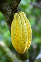 Cocoa tree (Theobroma cacao)
