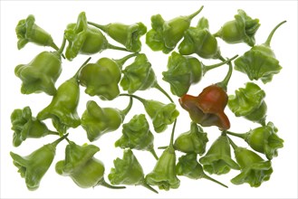 Bhut Jolokia or Naga Jolokia chilies