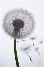 Dandelion clock (Tataxacum sp.) losing seeds in the wind