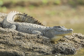 Mugger crocodile (Crocodylus palustris)