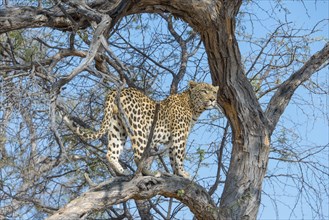 Leopard (Panthera pardus) in tree