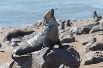 Brown Fur Seal or Cape Fur Seal (Arctocephalus pusillus)
