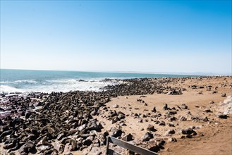 Colony of Brown Fur Seals or Cape Fur Seals (Arctocephalus pusillus)