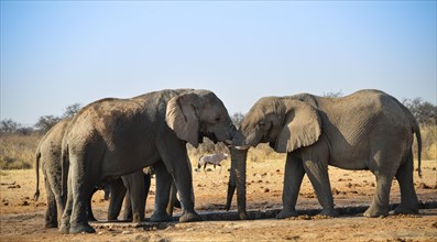 Two elephants playfully fighting