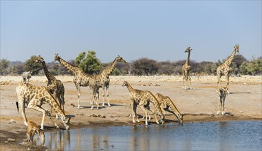 Giraffe (Giraffa camelopardalis) and Blackfaced Impala (Aepyceros melampus petersi) drinking at Chudob waterhole