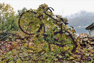 Virginia Creeper (Parthenocissus tricuspidata) overgrown on an old bicycle