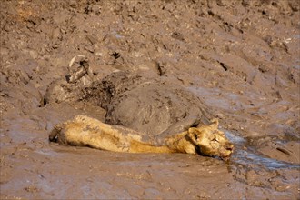 Lioness (Panthera leo) is sinking in the mud alongside dead Cape buffalo (Syncerus caffer)