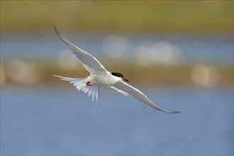 Common Tern (Sterna hirundo) in flight over a nesting colony