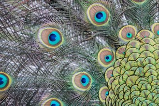 Indian Peafowl or Blue Peafowl (Pavo cristatus)