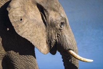 African Elephant or African Bush Elephant (Loxodonta africana)