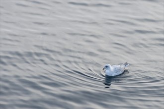 Northern Fulmar (Fulmarus glacialis) in the sea