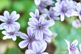 White-purple Hepatica or Liverwort (Hepatica)