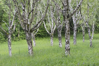 Birch grove (Betula pendula)