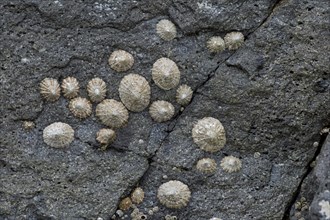 Limpets (Patellidae) growing in the surf zone on rocks