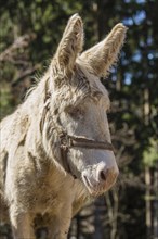 Domestic Donkey (Equus asinus asinus)