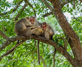 Family of rhesus monkeys (Macaca mulatta)
