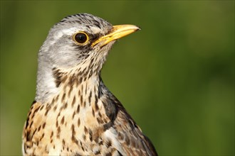 Fieldfare (Turdus pilaris)