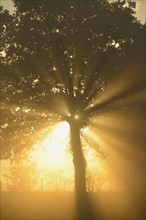 Sun rays in a tree