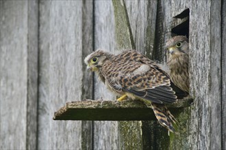 Common Kestrels (Falco tinnunculus)