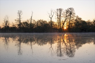 Trees reflected in the water at sunrise