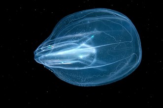 Warty Comb Jelly (Mnemiopsis leidyi)