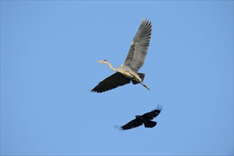 A Crow (Corvus sp.) is mobbing a Grey Heron (Ardea cinerea) in order to drive it from its territory