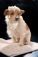 Jack Russell Terrier after a bath with dog shampoo