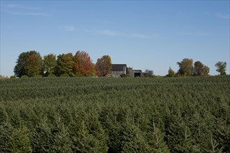 Christmas tree farm