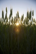 Wheat (Triticum spp.) on a field in late spring