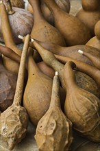 Dried Bottle Gourds (Lagenaria siceraria) for sale at a market