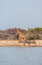 Giraffe (Giraffa camelopardis) and Burchell's Zebraa (Equus quagga burchellii)