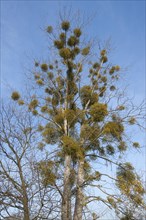 European Mistletoe or Common Mistletoe (Viscum album) growing on a Poplar tree (Populus sp)