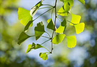 Ginkgo (Ginkgo biloba)